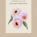 Zinnia 'Zinderella Lilac Fröpåse