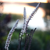 Höstsilverax 'Brunette'  2L