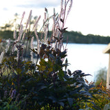 Höstsilverax 'Brunette'  2L