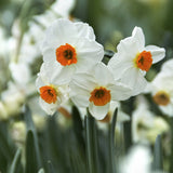Narciss 'Geranium'