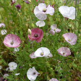 Kornvallmo 'Mother Of Pearl'