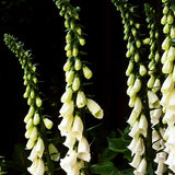 Fingerborgsblomma 'Alba'