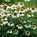 Solhatt 'Alba'
