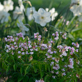 Vårärt 'Rosenelfe'