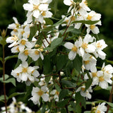 Smultronschersmin