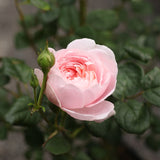 Modern buskros 'Queen of Sweden'