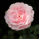 Modern buskros 'Queen of Sweden'