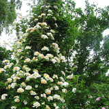 Fylld honungsros 'Hybrida'