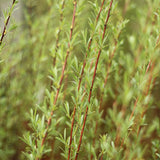 Litet rödvide 'Nana'