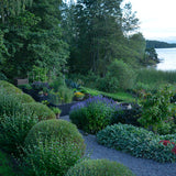 Litet rödvide 'Nana'