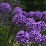 Prydnadslök 'Gladiator'
