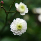 Stormhattsranunkel 'Flore Pleno'