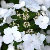 Hortensia 'Runaway Bride'