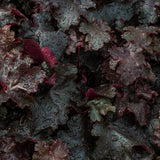 Alunrot 'Black Pearl'
