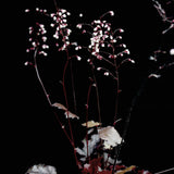 Alunrot 'Black Pearl'