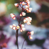 Alunrot 'Black Pearl'