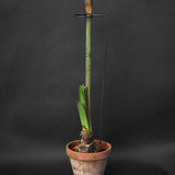 Amaryllisstöd 'Bruno'