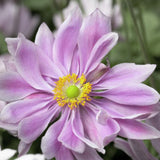 Stor höstanemon 'Königin Charlotte'