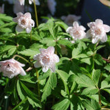 Vitsippa "Pink Delight"