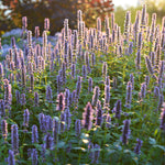 Anisop Blue Fortune i rabatt