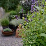 Anisört anisisop 'Blue Fortune'