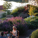 Anisop Blue Fortune i rabatt