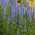 Anisop Blue Fortune i rabatt