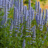 Anisop Blue Fortune i rabatt