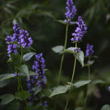 Anisört anisisop 'Blue Fortune'