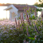 Anisop Blue Fortune i rabatt hos Victoria