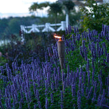 Anisört anisisop 'Blue Fortune'