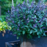 Basilika 'Magic Blue'
