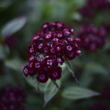 Borstnejlika 'Sooty'