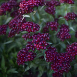 Borstnejlika 'Sooty'