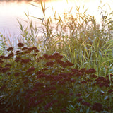 Borstnejlika 'Sooty'