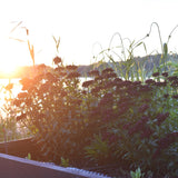 Borstnejlika 'Sooty'