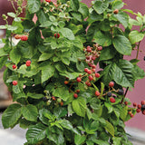 Krukbjörnbär 'Baby Cakes'