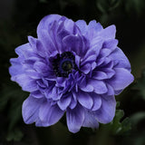 Bukettanemon 'Lord Lieutenant'