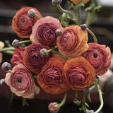 Bukettranunkel 'Aviv Picotee Café'