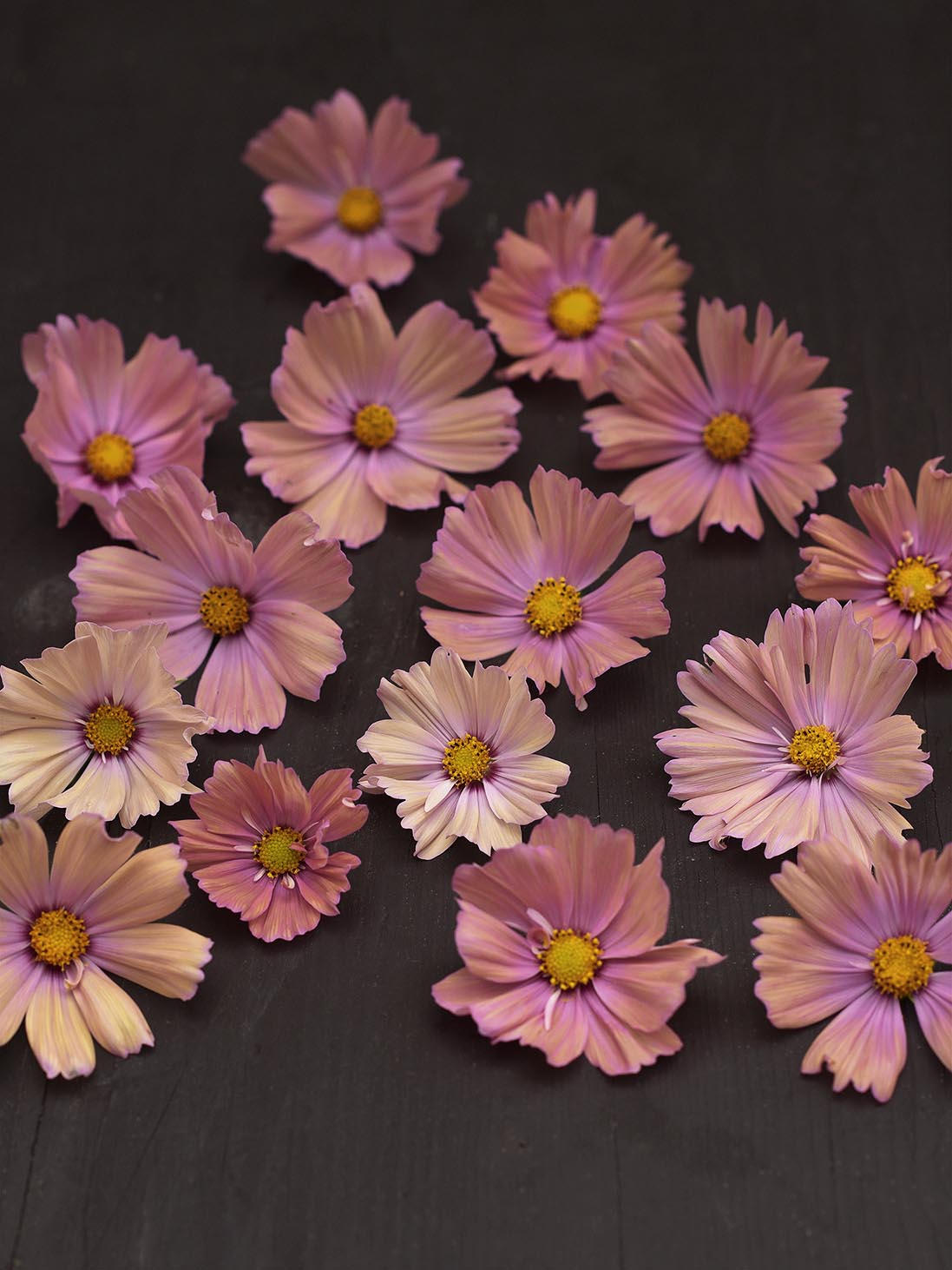 Rosenskära 'Apricotta' blommor