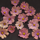 Rosenskära 'Apricotta' blommor