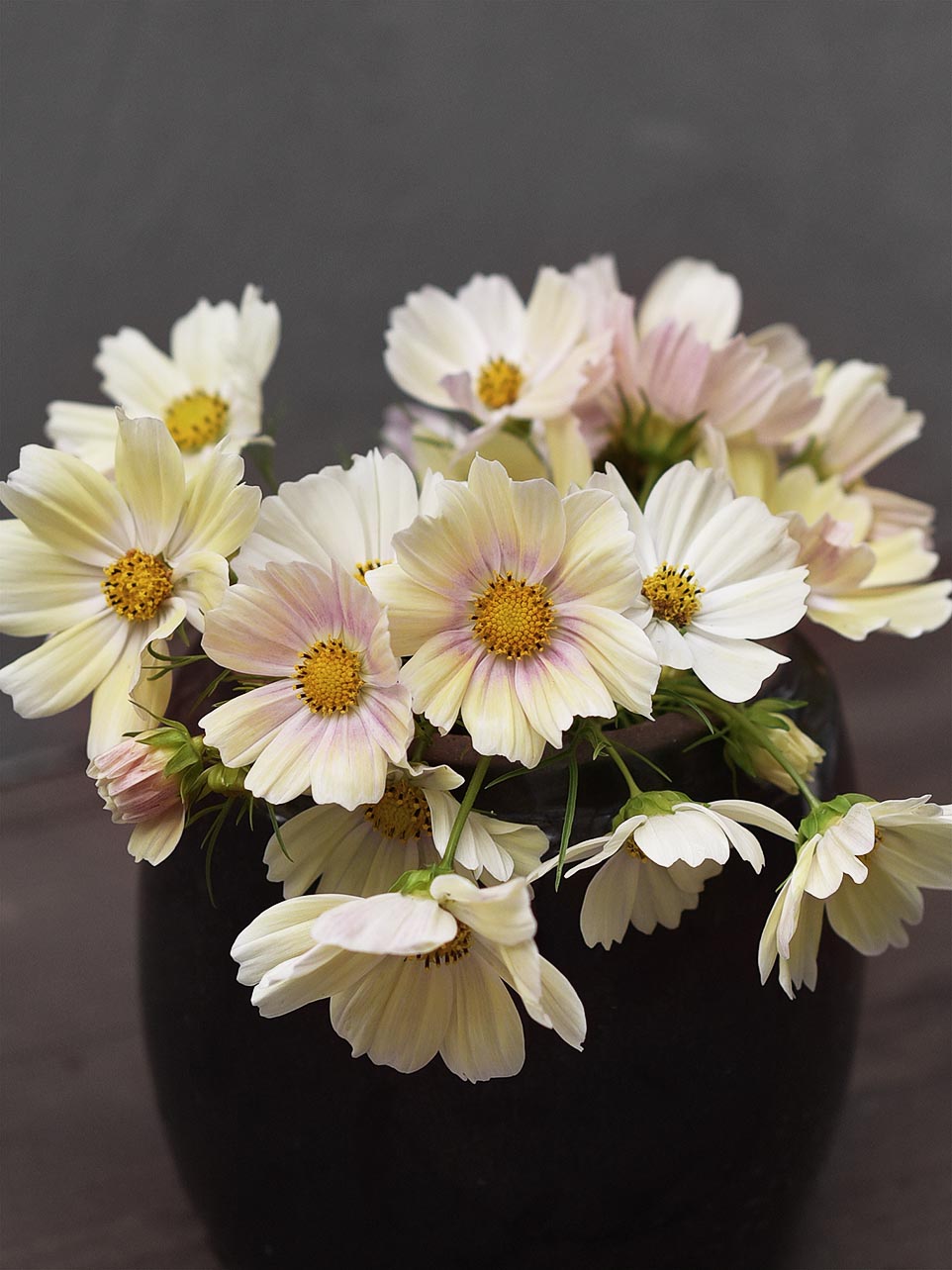 Rosenkära 'Kiiro'