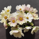 Rosenkära 'Kiiro'