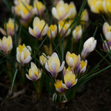 Hybridbägarkrokus 'Advance'