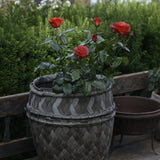 Ros Floribundaros "Hot Chocolate"