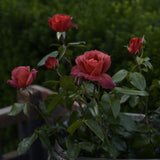 Ros Floribundaros "Hot Chocolate"