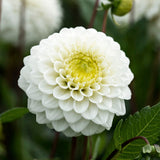Dahlia 'Caro'