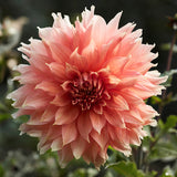 Dahlia 'Fairway Spur'