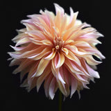 Dahlia 'Labyrinth'