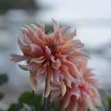 Dahlia 'Labyrinth'